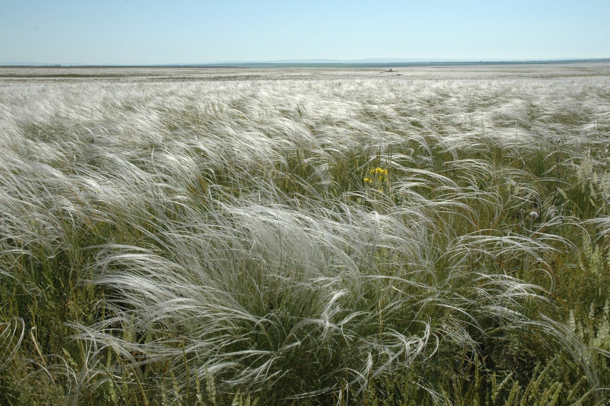 Ковыль в Оренбургской области