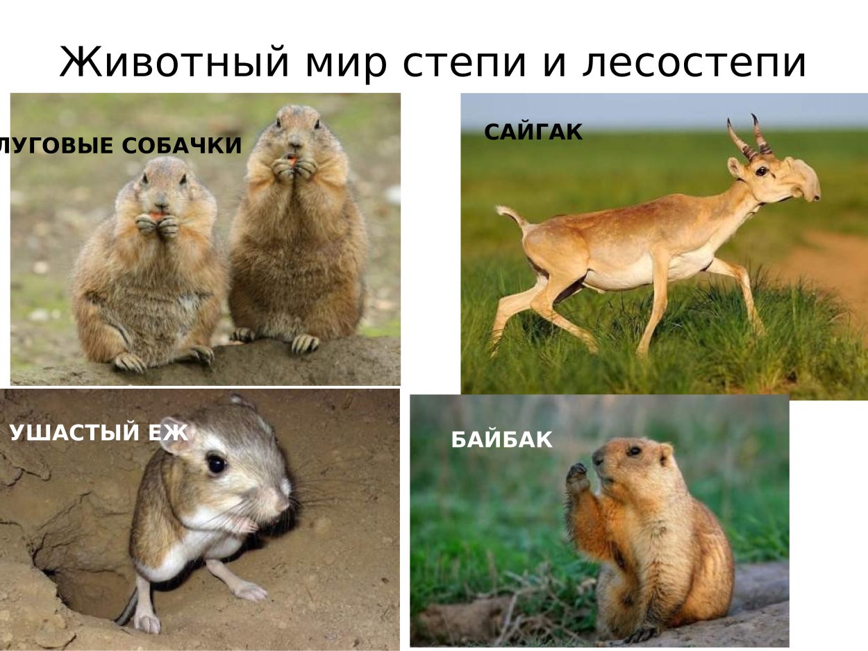 Животные лесостепи