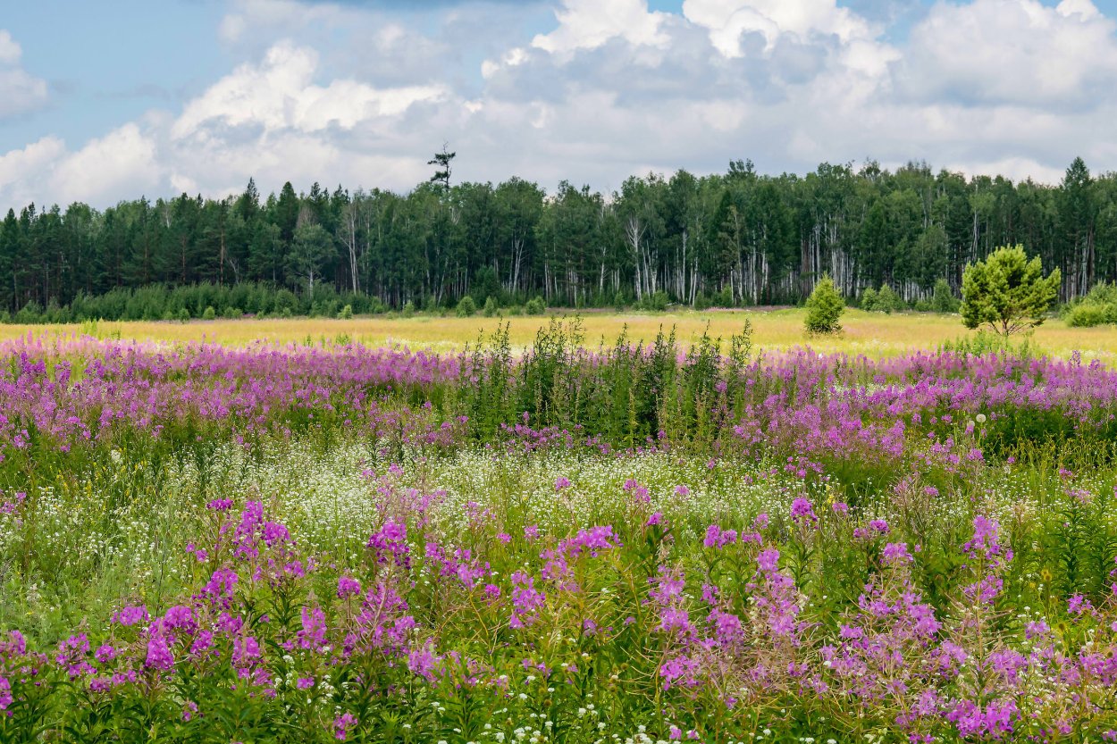 Разнотравье Карелии
