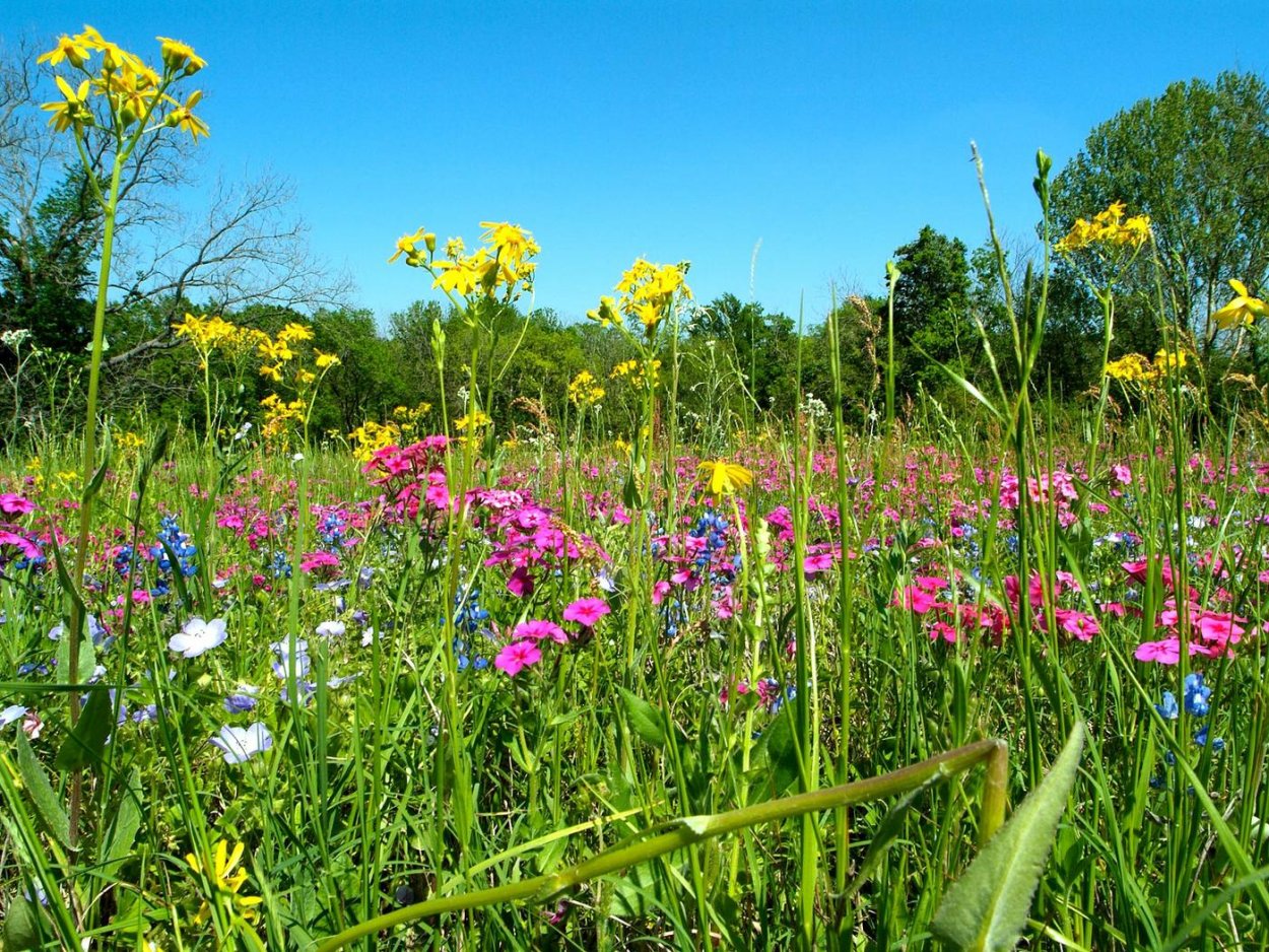 Растения Луга разнотравье
