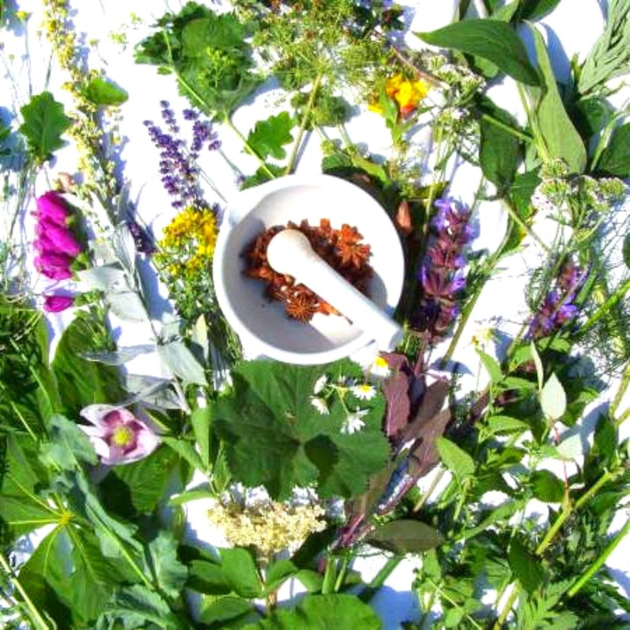 Целительная сила трав