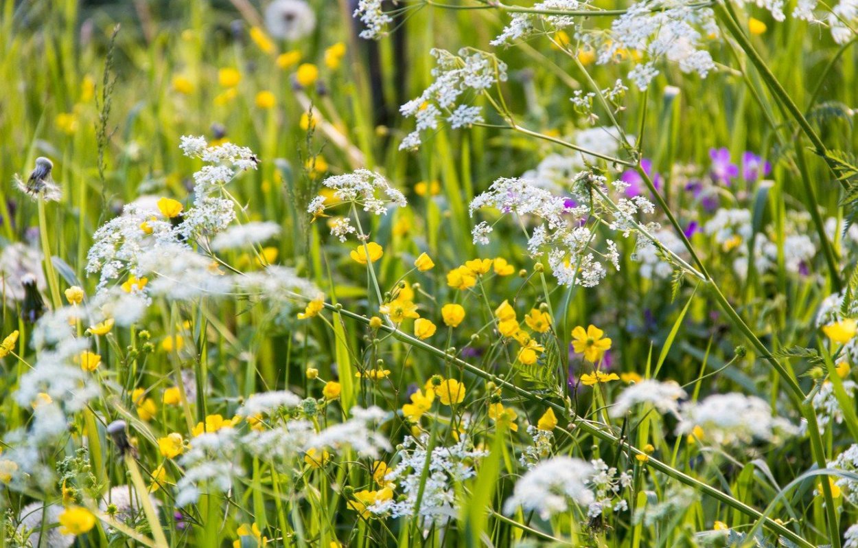 Поля лекарственных растений