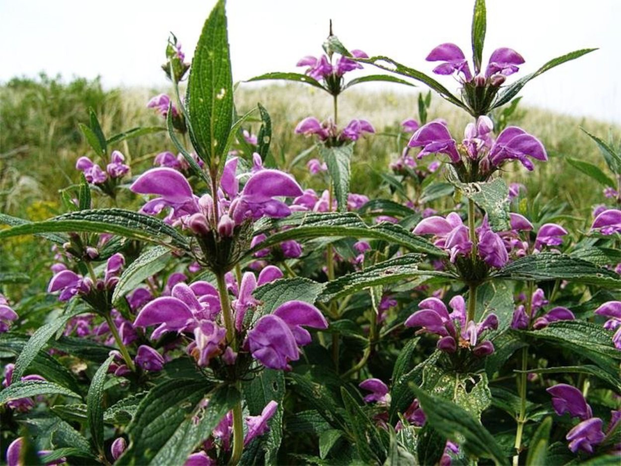 Железняк зопник трава