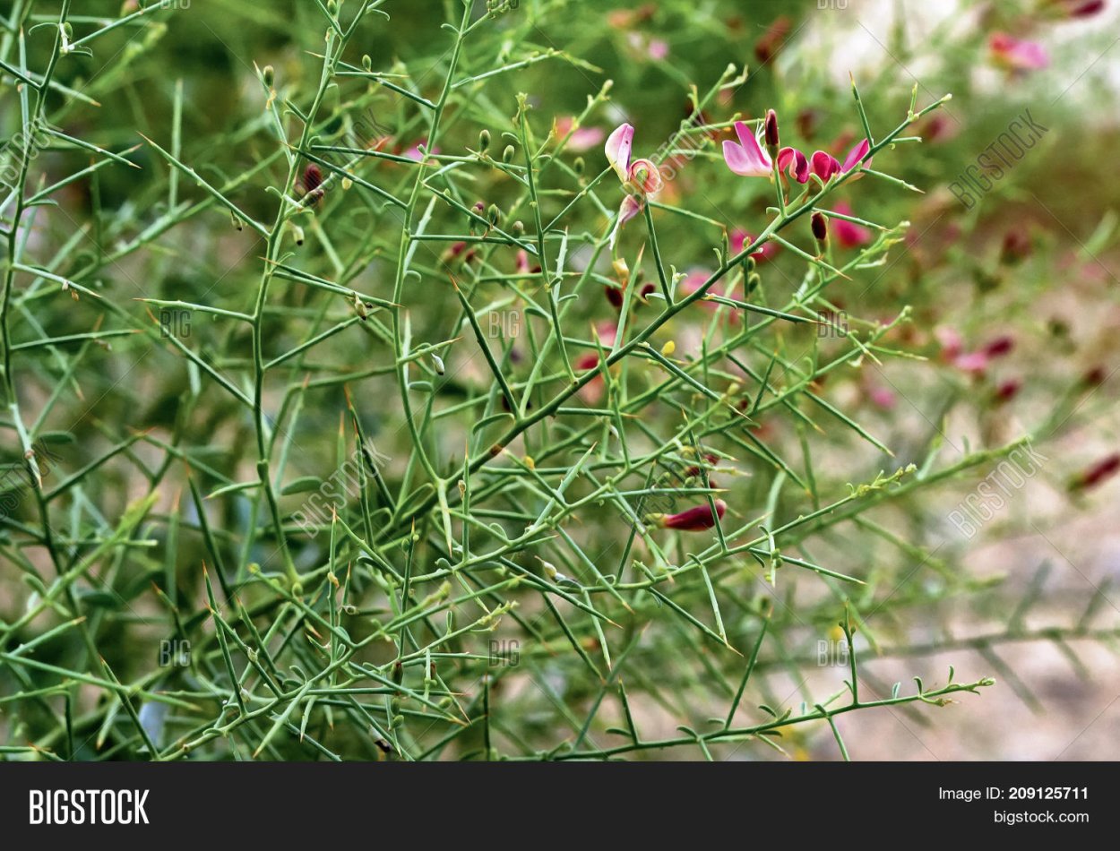 Верблюжья колючка аптечная