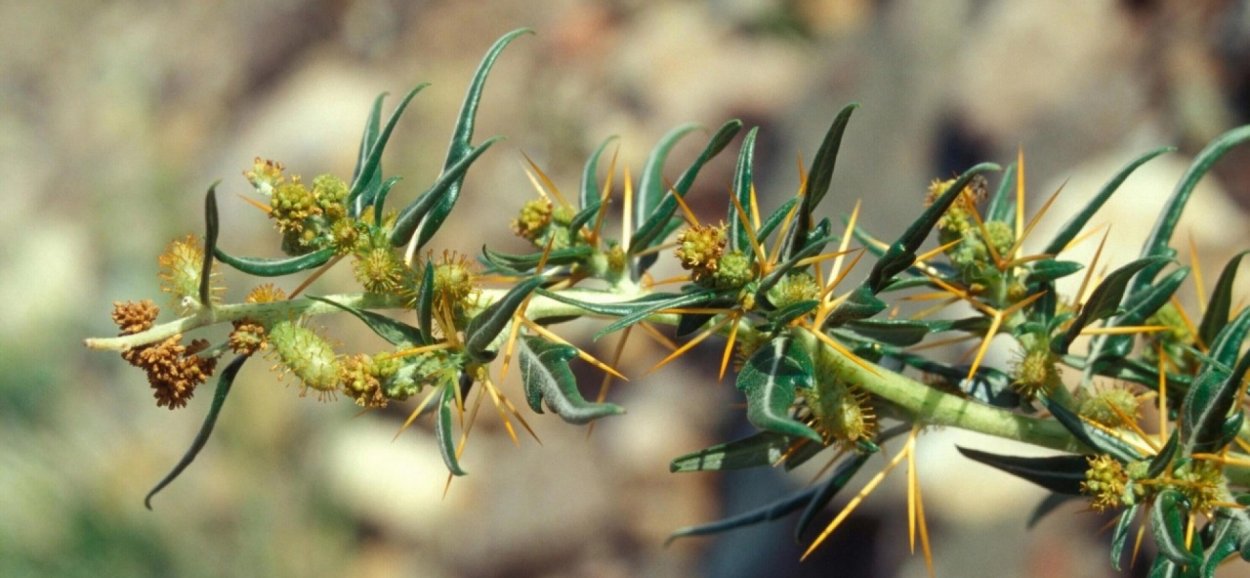 Колючка дурнишник