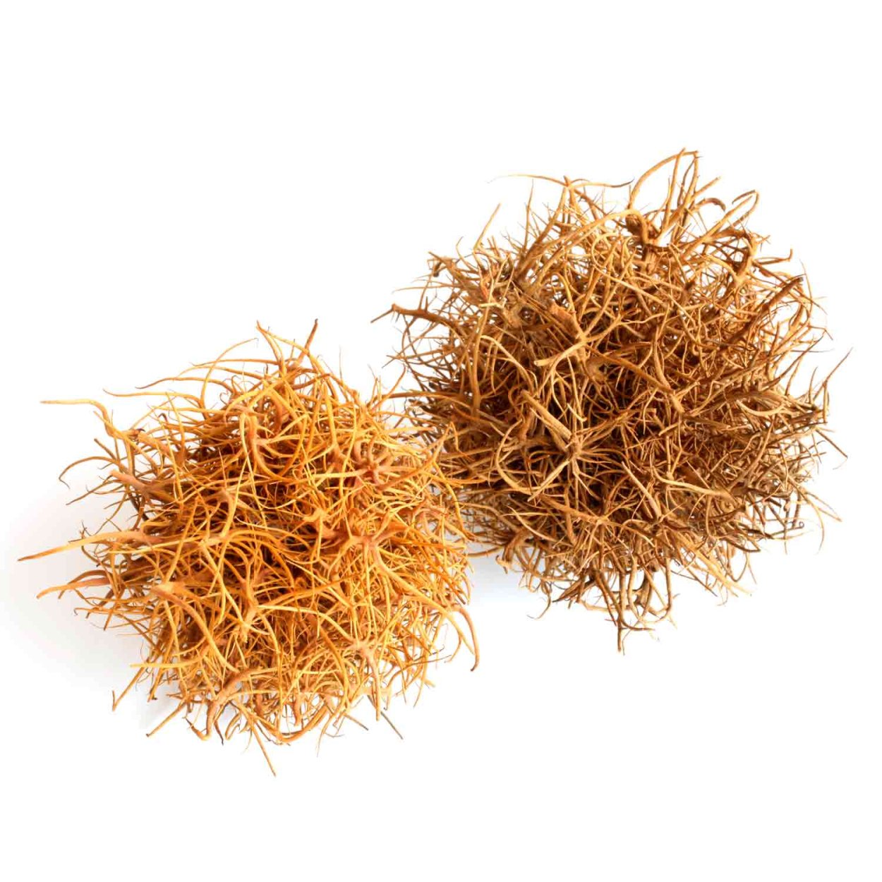 Верблюжья колючка перекати поле