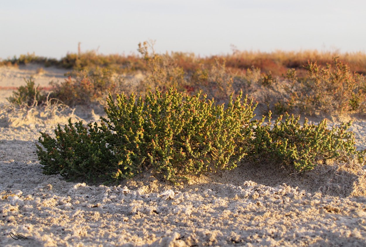Перекати-поле растение