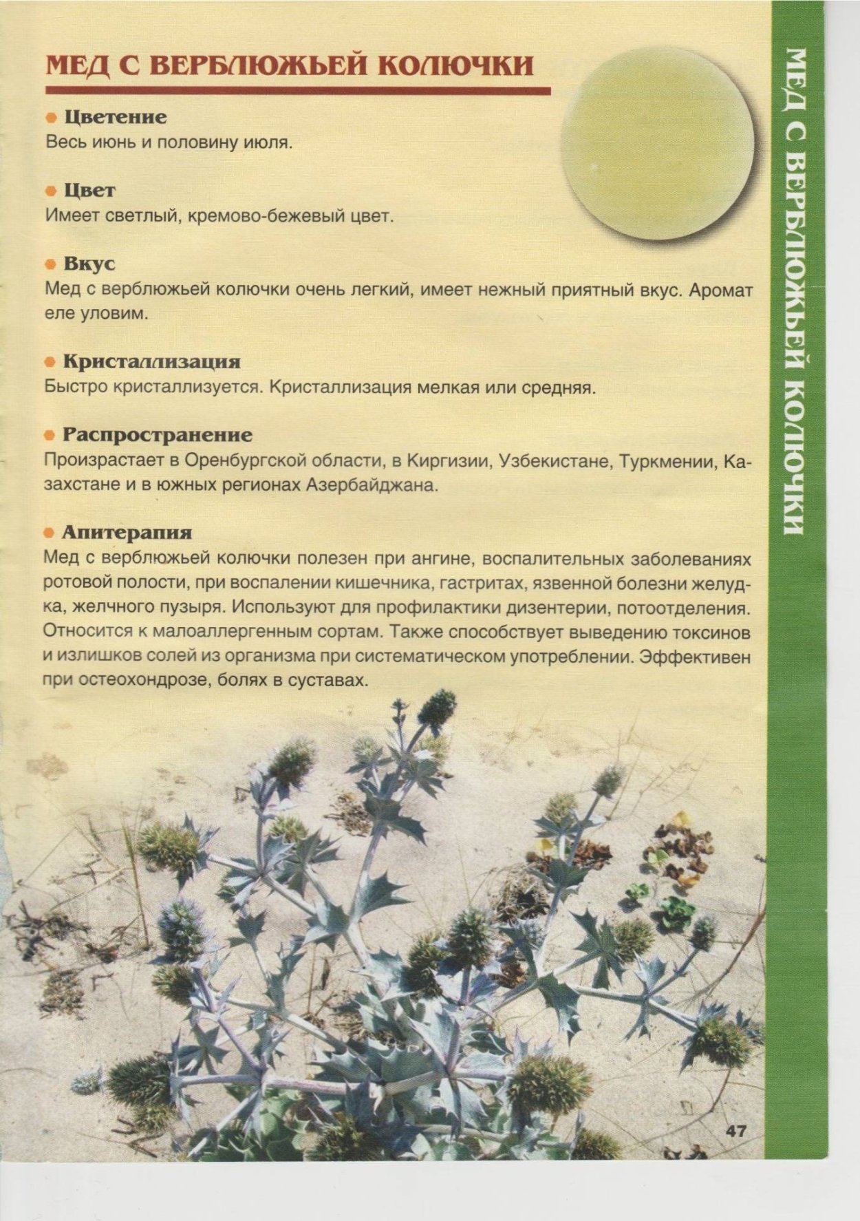 Песчаная Акация Конолли