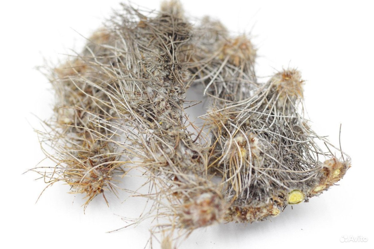 Карагана гривастая