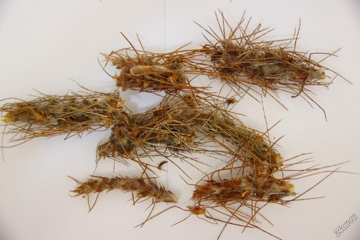 Трава верблюжья колючка Бурятия