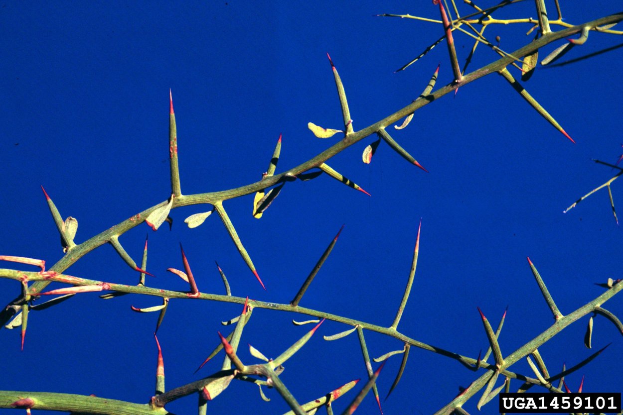 Стебель верблюжьей колючки