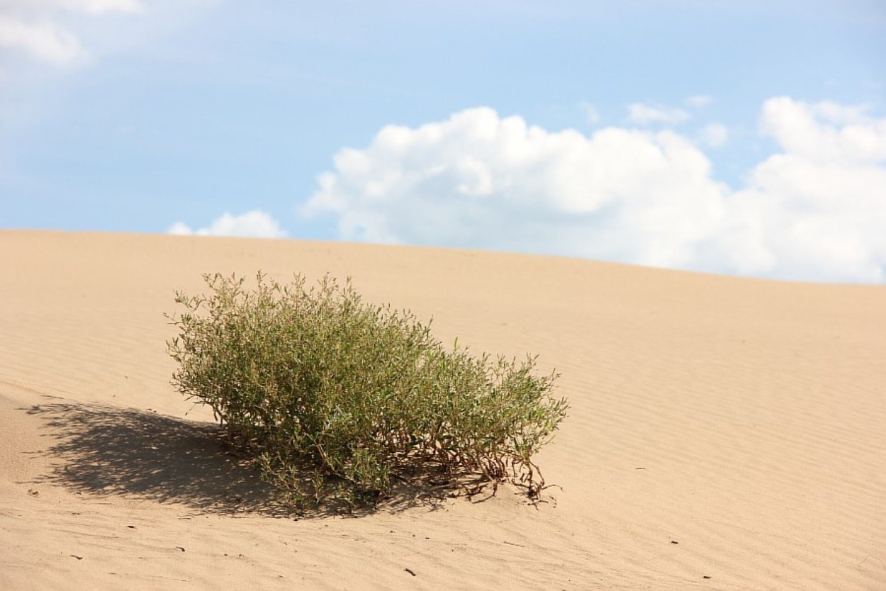Саксаул перекати поле