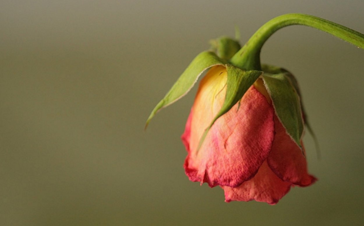 Цветок завял