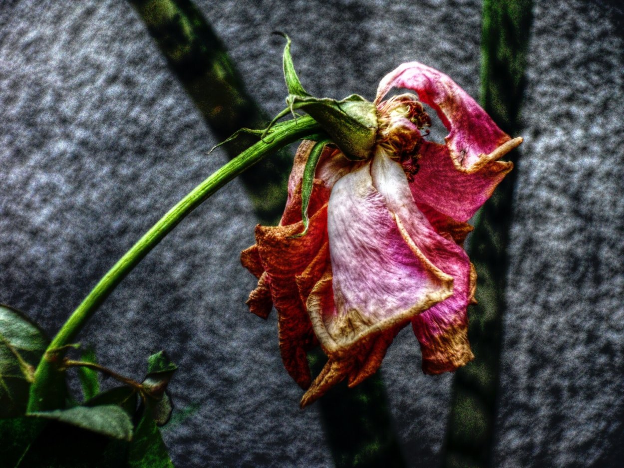 Засохшие цветы