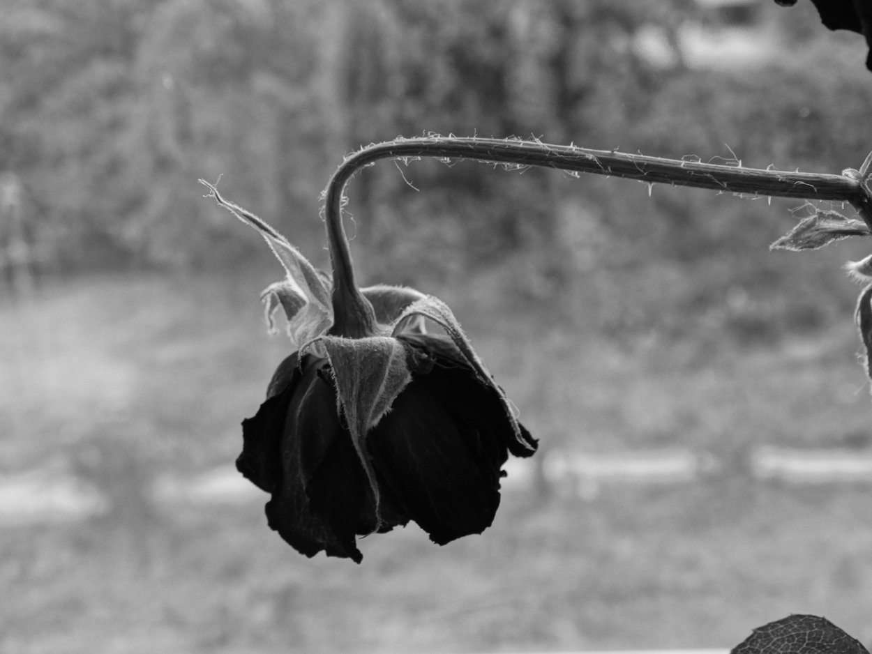 Цветок завял