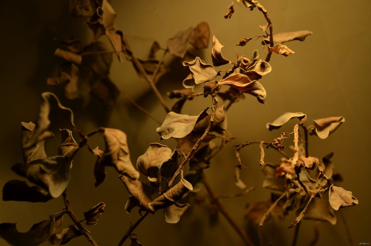 Засохшие цветы