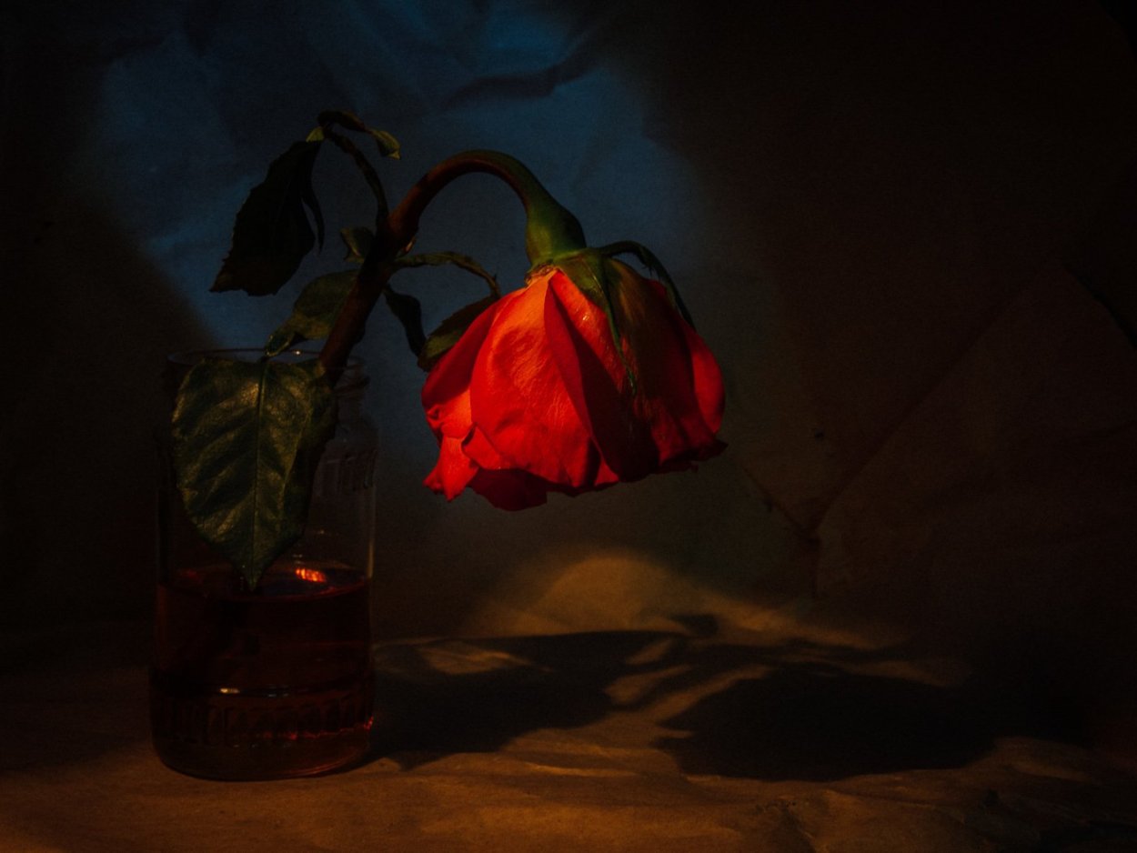 Цветы в вазе завяли