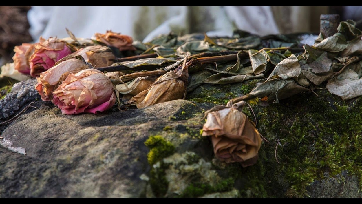 Засохшие цветы