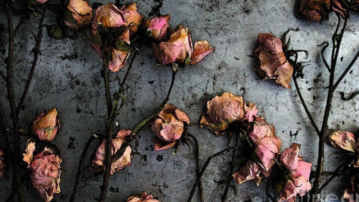 Засохшая роза