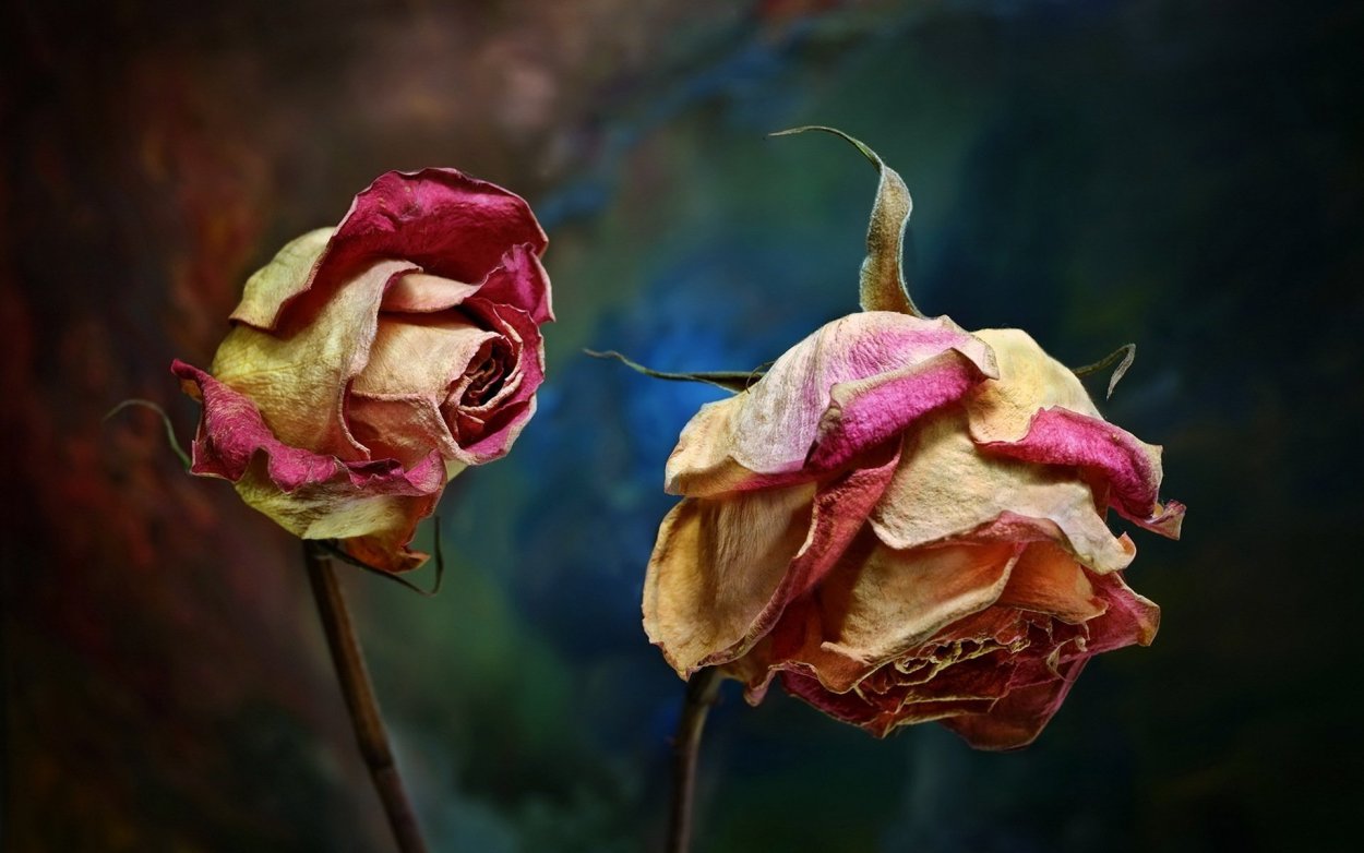 Увядшая роза ЗЕД