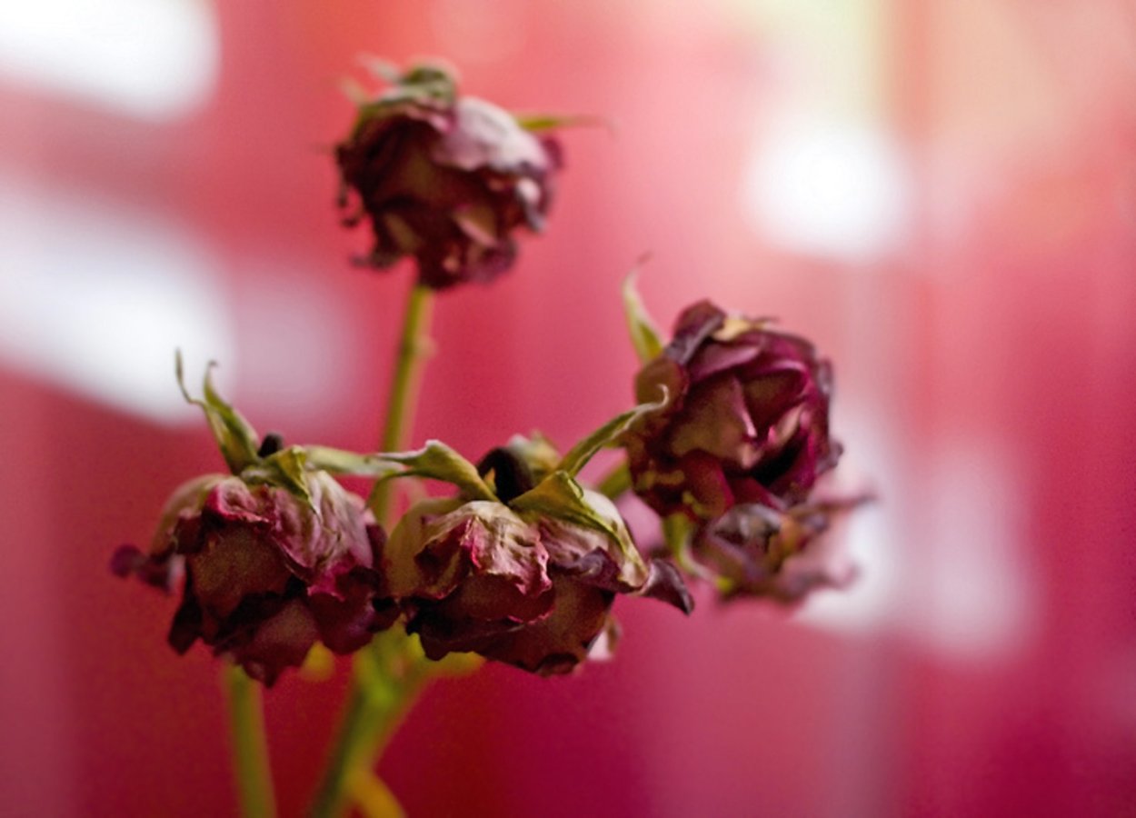 Засохшие цветы