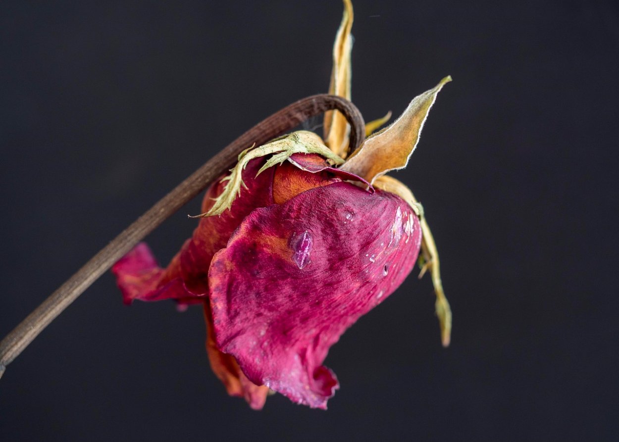 Увядающая роза