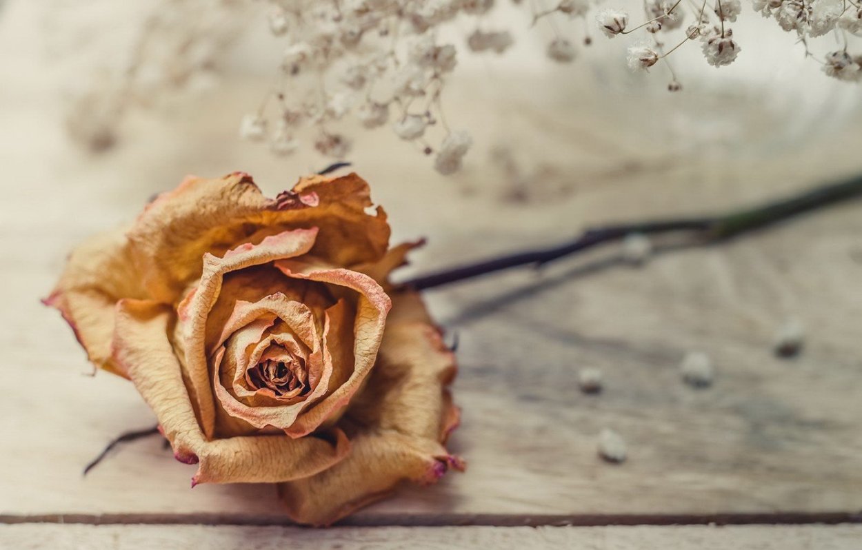 Завядшая роза