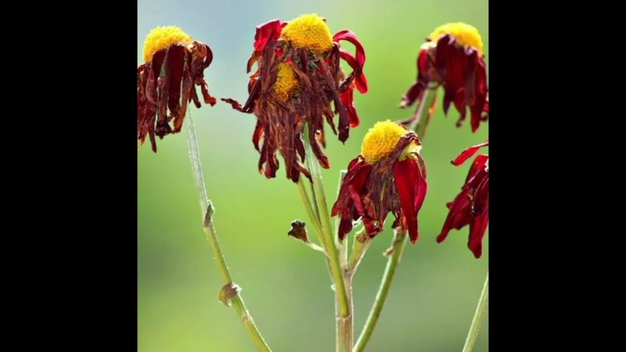 Цветы завяли