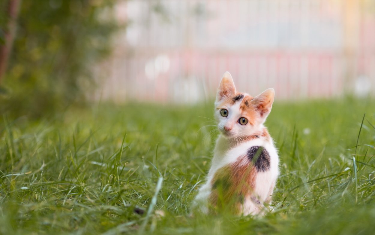 Красивые животные в траве