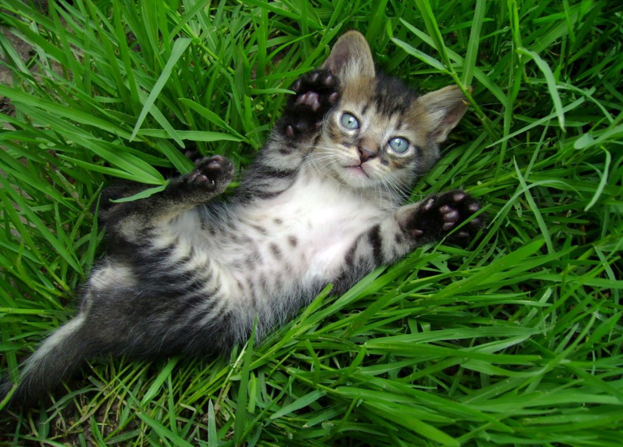 Кошка лежит на траве