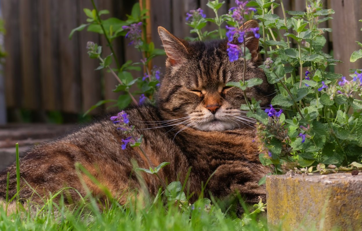 Кошки летом