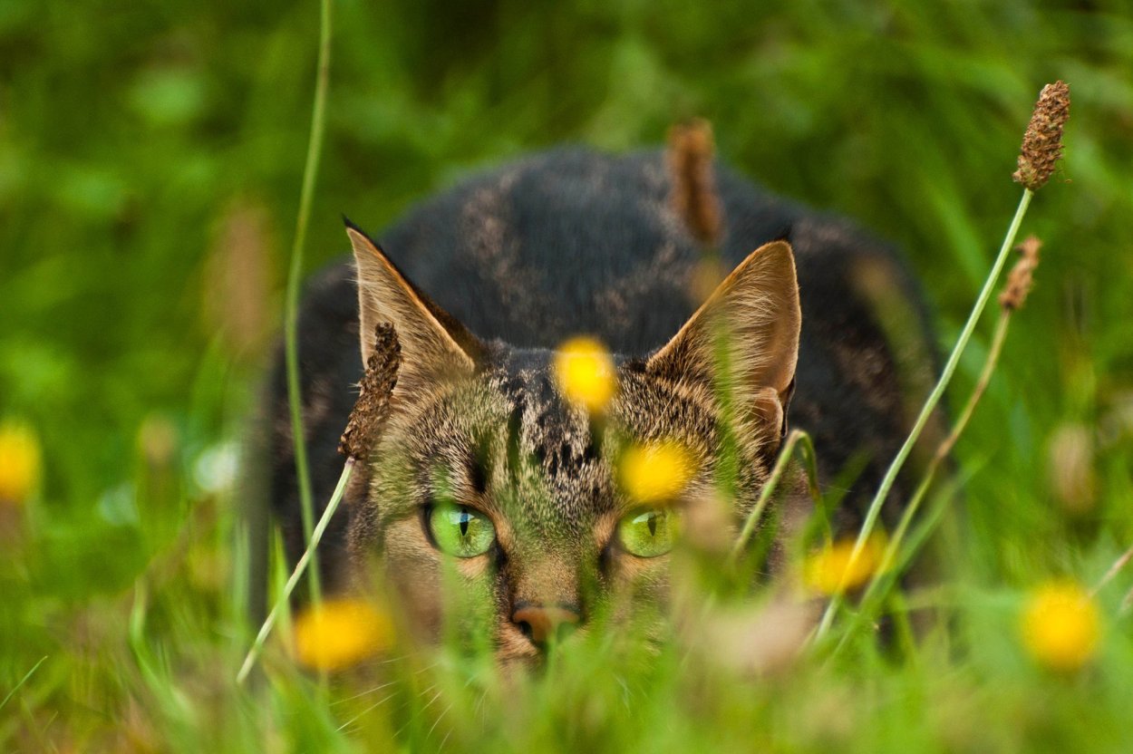 Кошка в засаде
