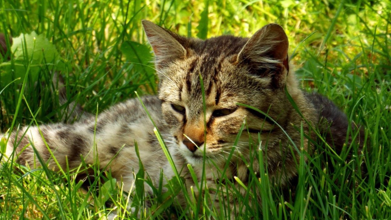 Трава для кошек