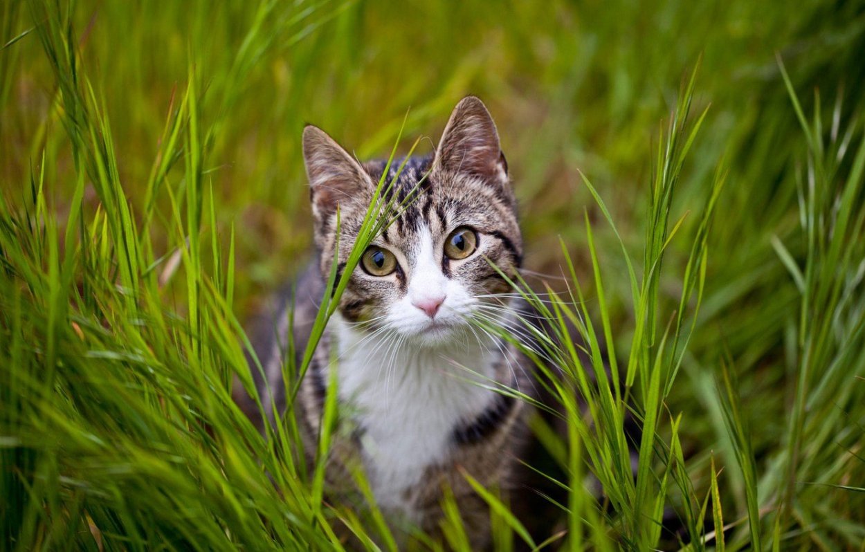 Кот в траве