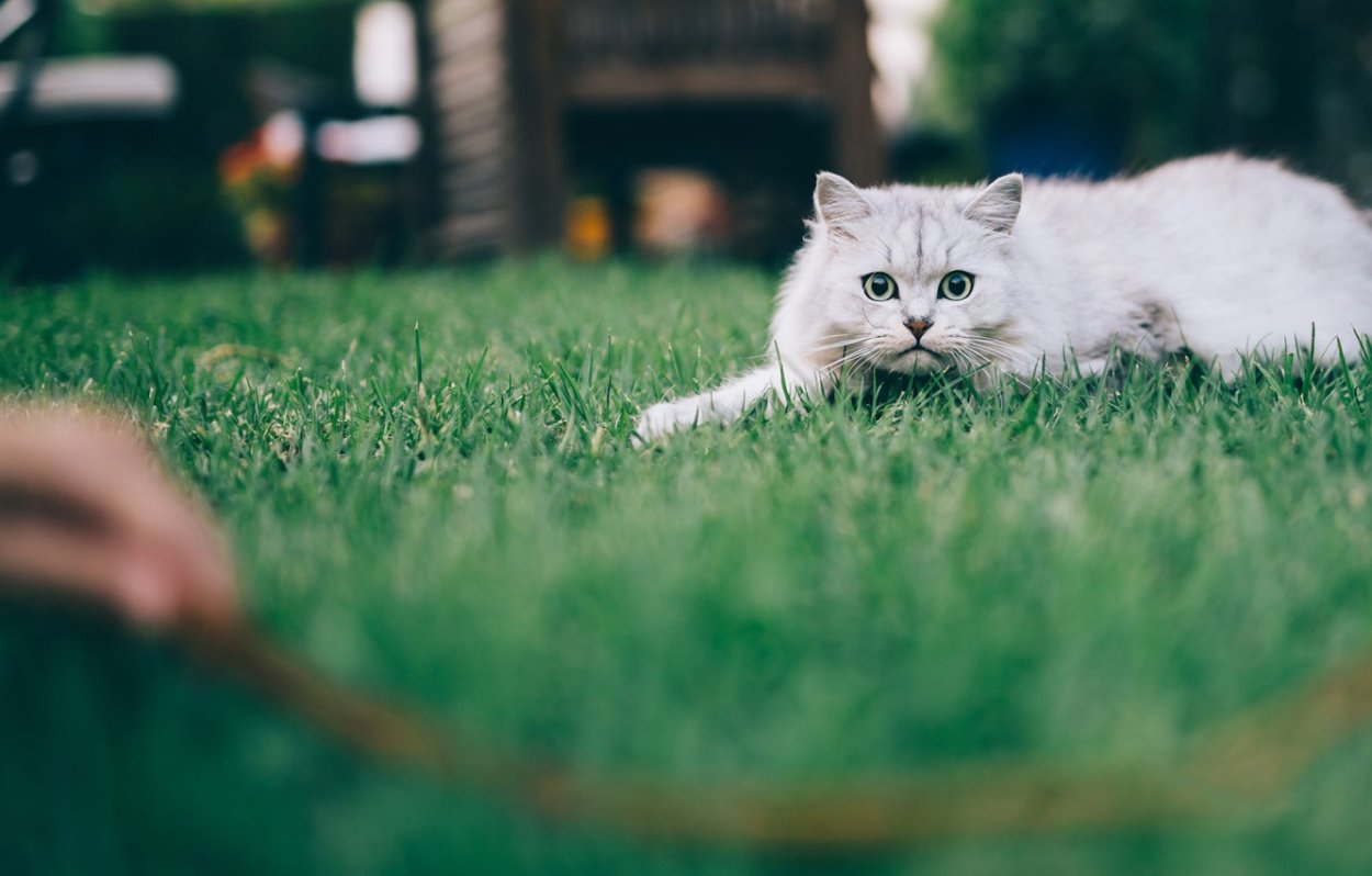 Белая кошка на траве