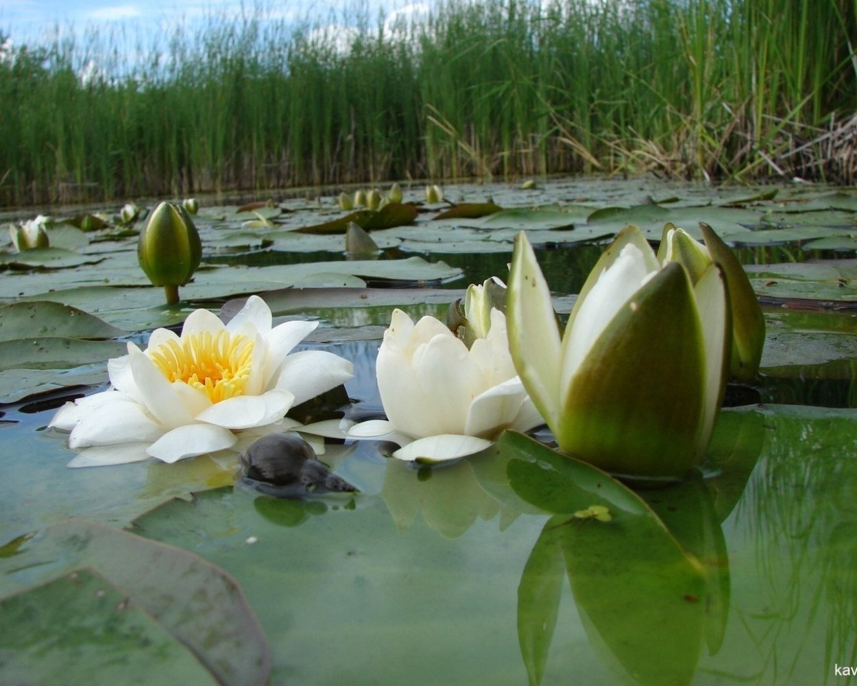 Кувшинка белая Болотная