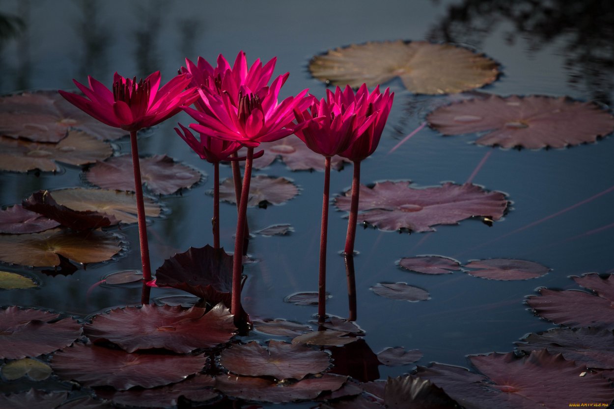 Нимфея красная