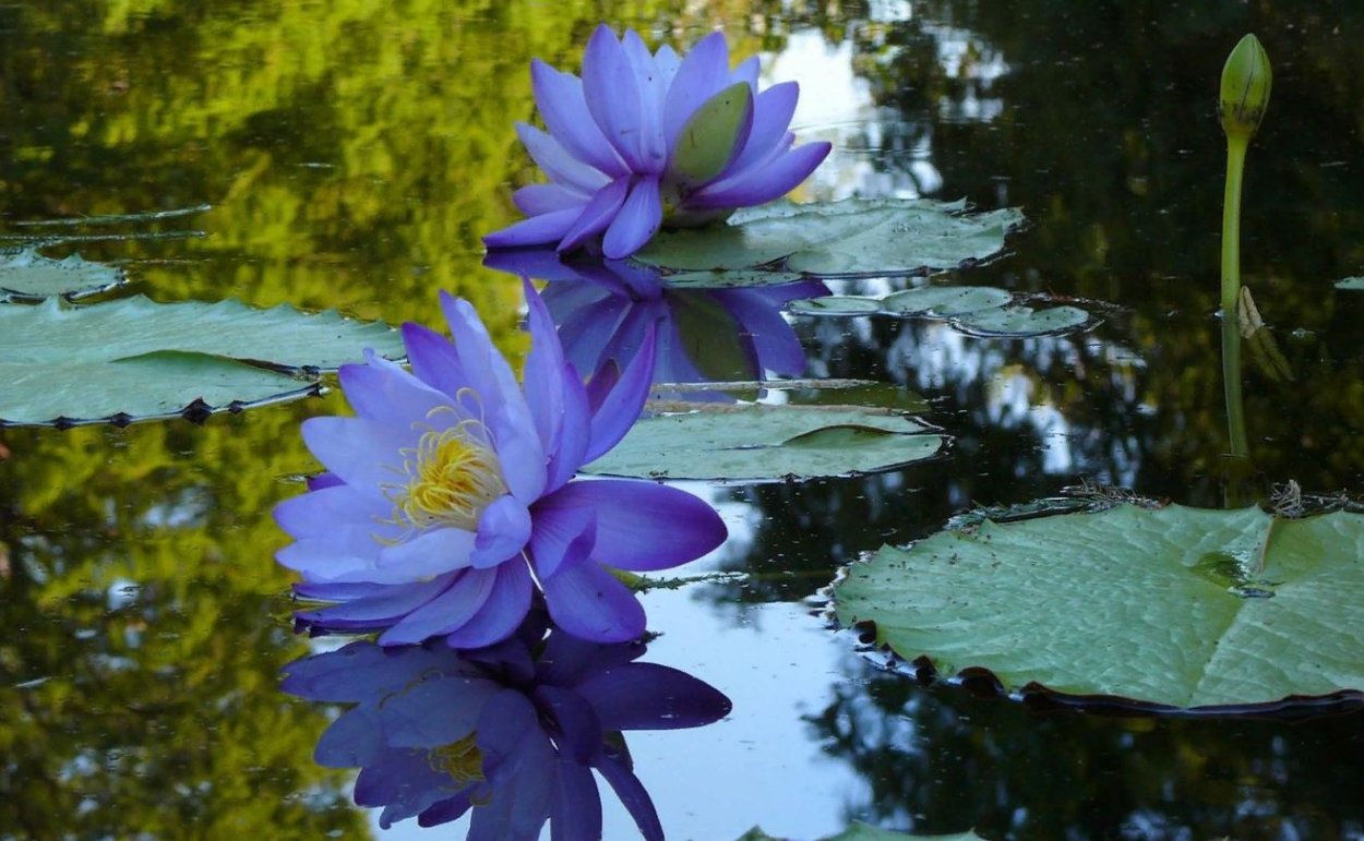 Голубой Лотос (Nymphaea caerulea)