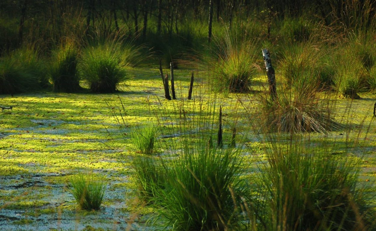Болото мшара