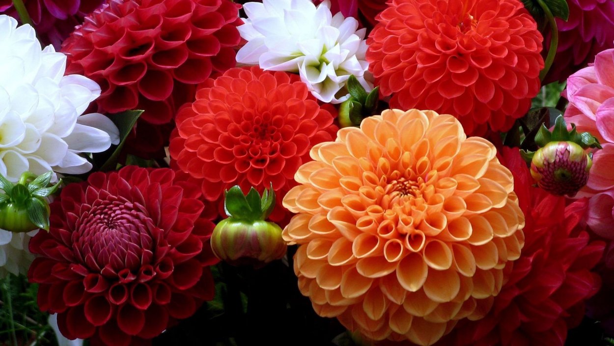 Георгина Hamilton Lilian