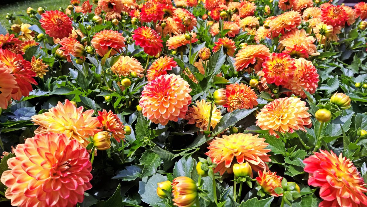 Dahlia Sheer Heaven