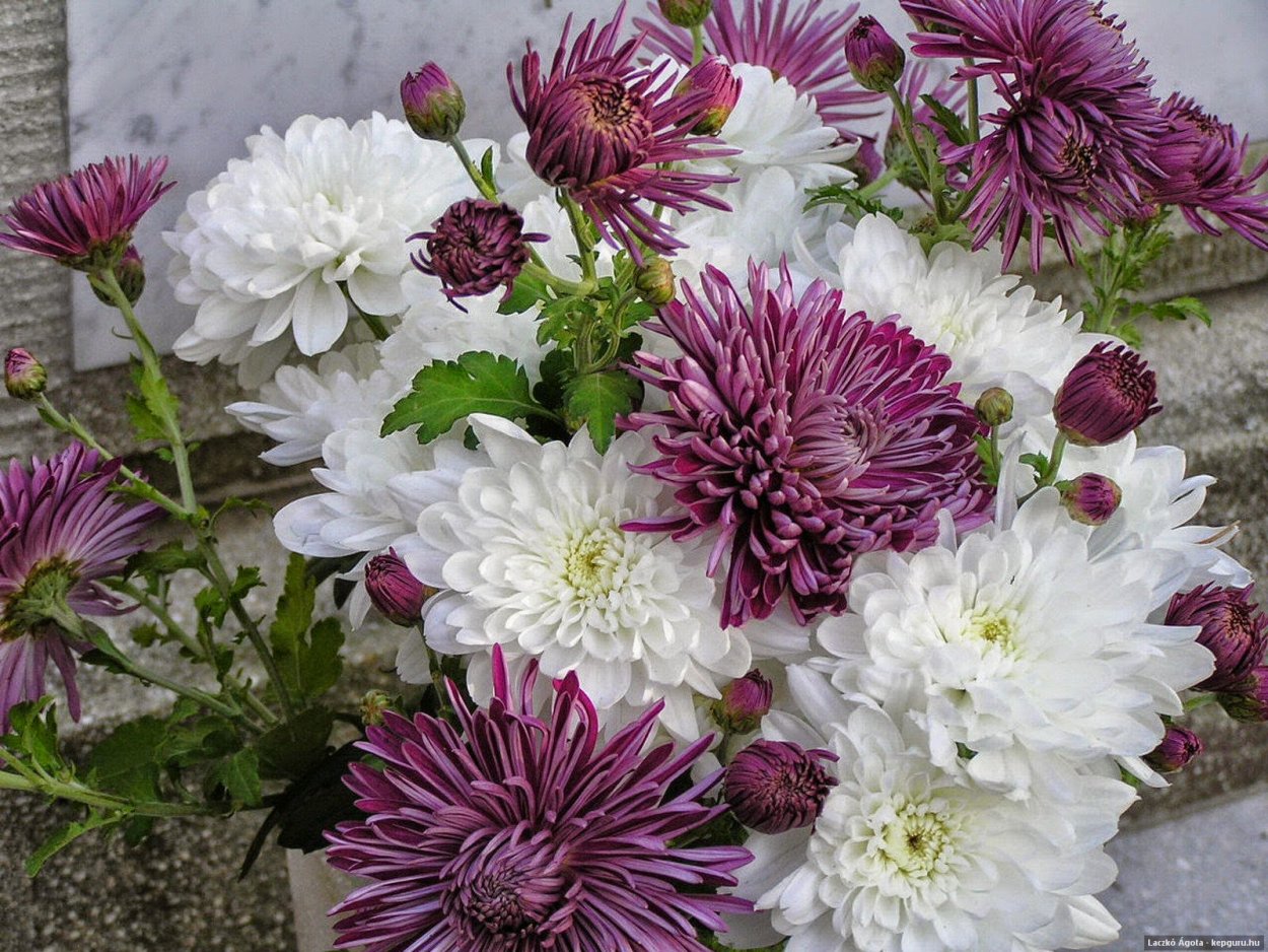 Георгин кафе ау Лайт