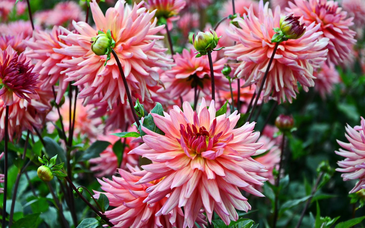 Георгин сорт Фантом