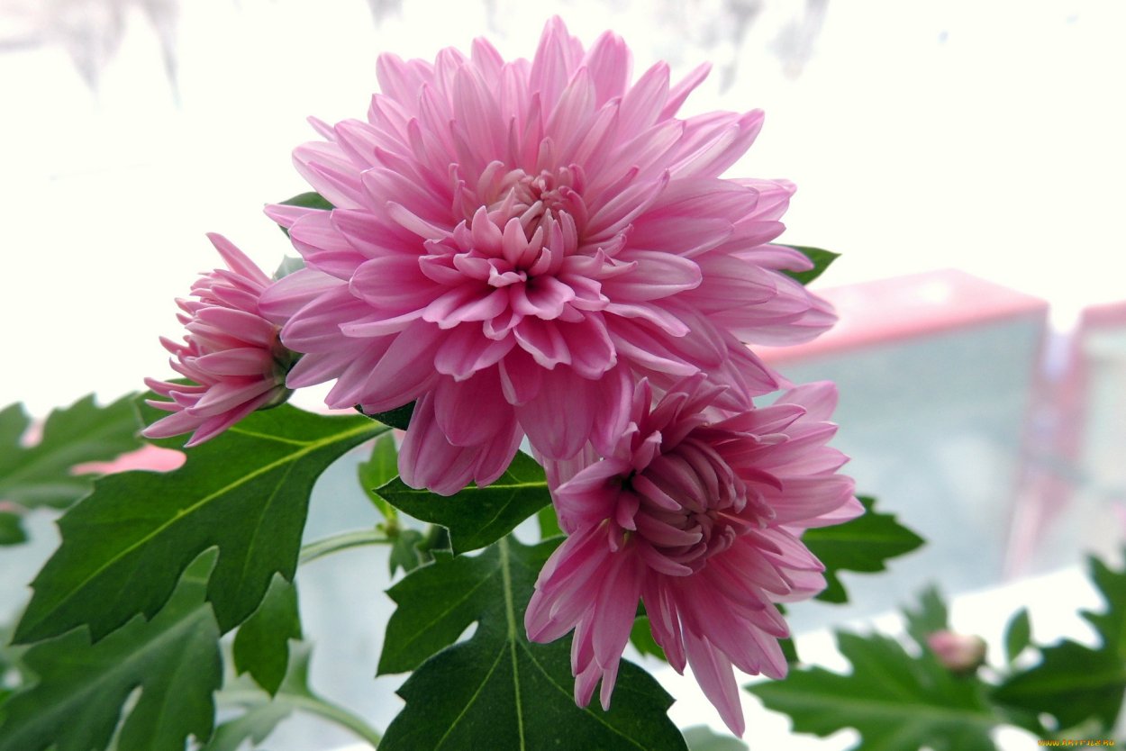 Георгина Карибиан фэнтези