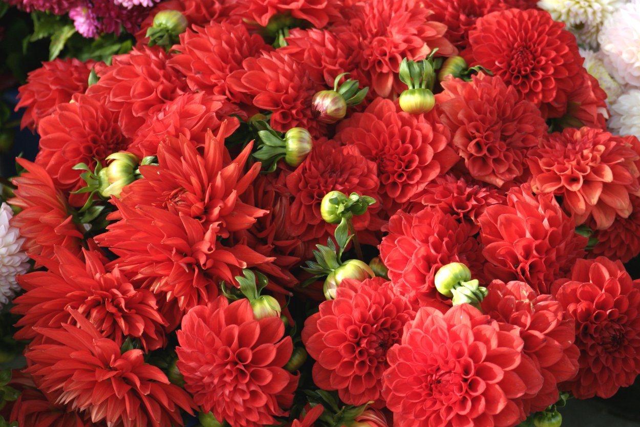 Dahlia Jowey Chantal