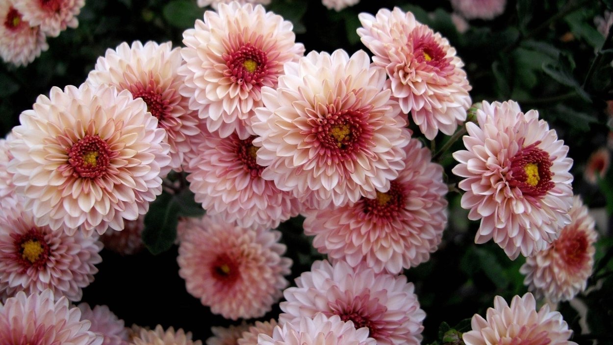 Георгин Кастле драйв