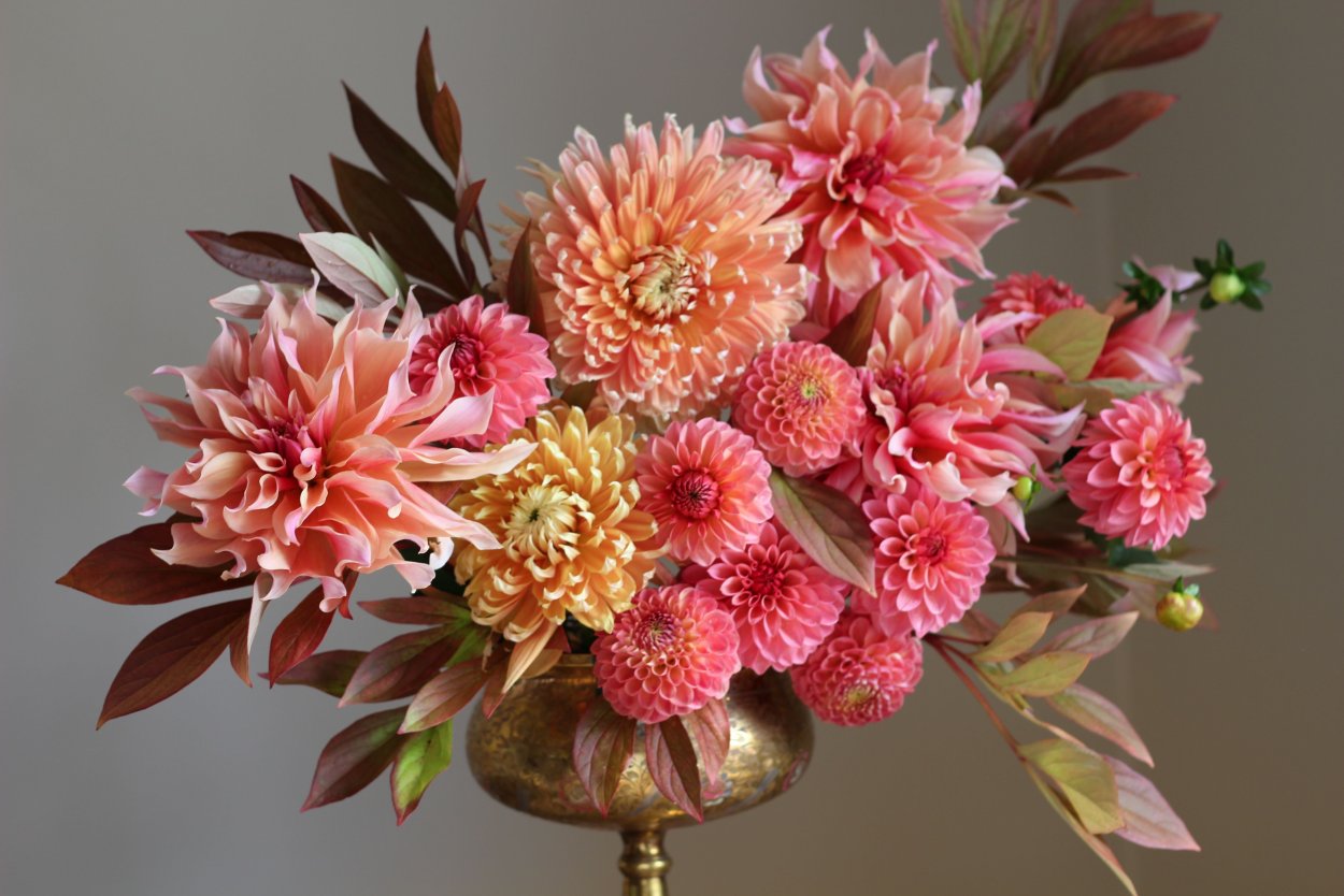 Георгина лейт Роуз