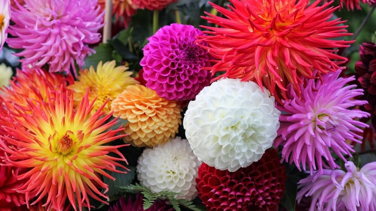 Хризантема Гомпи Пурпл