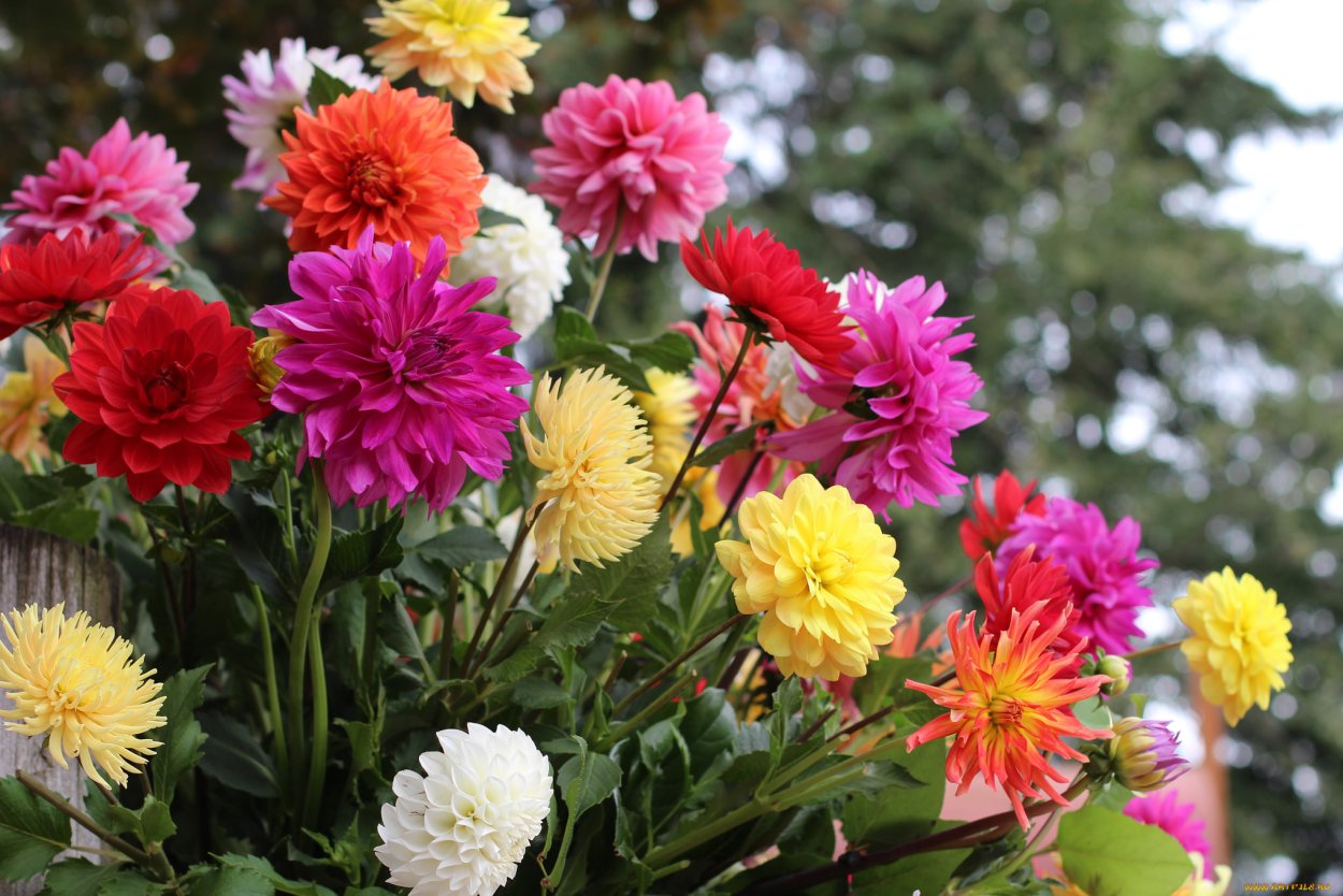 Астра Хризантема георгин