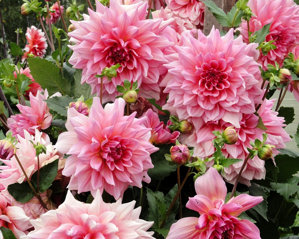 Георгины Dahlia